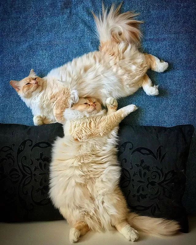 贵族阿比西尼亚猫,神秘的波斯猫