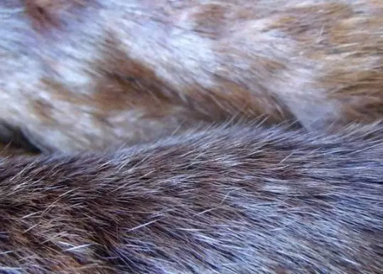 为什么皮草越来越少了,便宜的皮草和贵的皮草区别在哪里