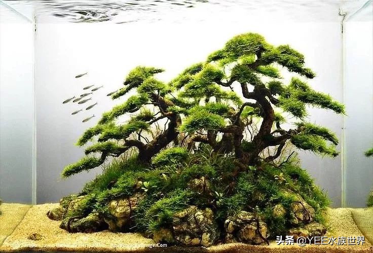 鱼缸过滤器吸水口老是堵怎么解决,鱼缸过滤器只顶吸