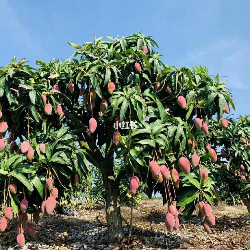芒果种植技术环境温度,芒果种植技术与管理教程