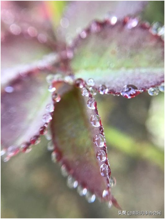 月季吐水,月季最怕三种水