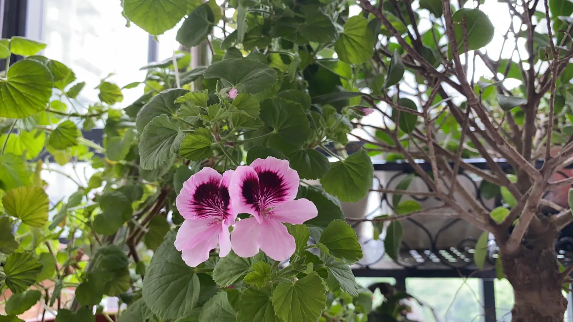 郫县红光最新消息,成都市郫都区红光今日新闻