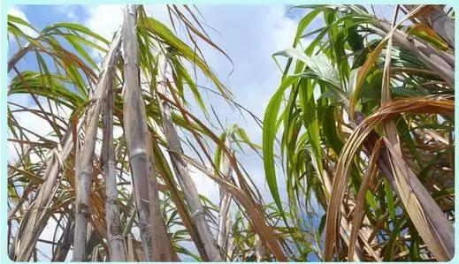 喝红糖驱寒,寒气重喝红糖姜水可以好吗