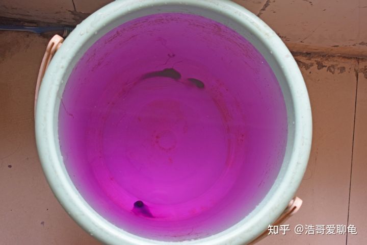 宠物龟泡腐皮净一般多久,幼龟长白点腐皮