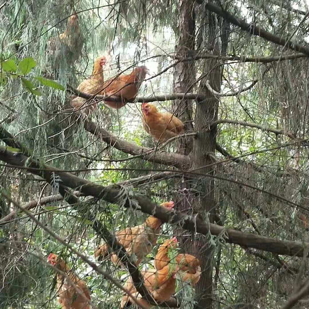 四川散养50万只土鸡,正宗土鸡自家养的鸡