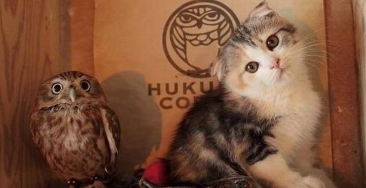 猫头鹰自古以来都是不祥之鸟,猫头鹰不祥的鸟