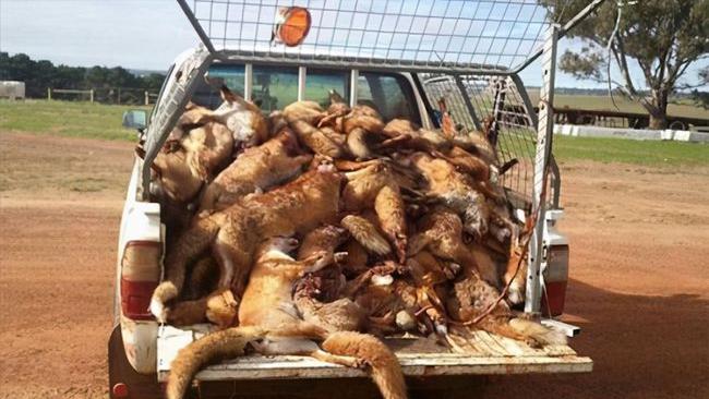 澳大利亚野山羊为什么不出口,澳大利亚野山羊不能吃吗