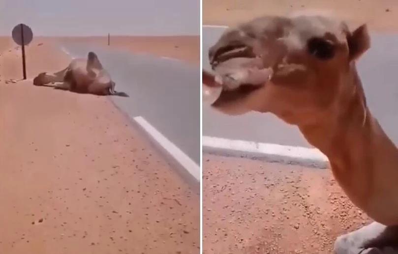 阿尔及利亚现高温骆驼热晕在路边,阿尔及利亚60高温热晕骆驼