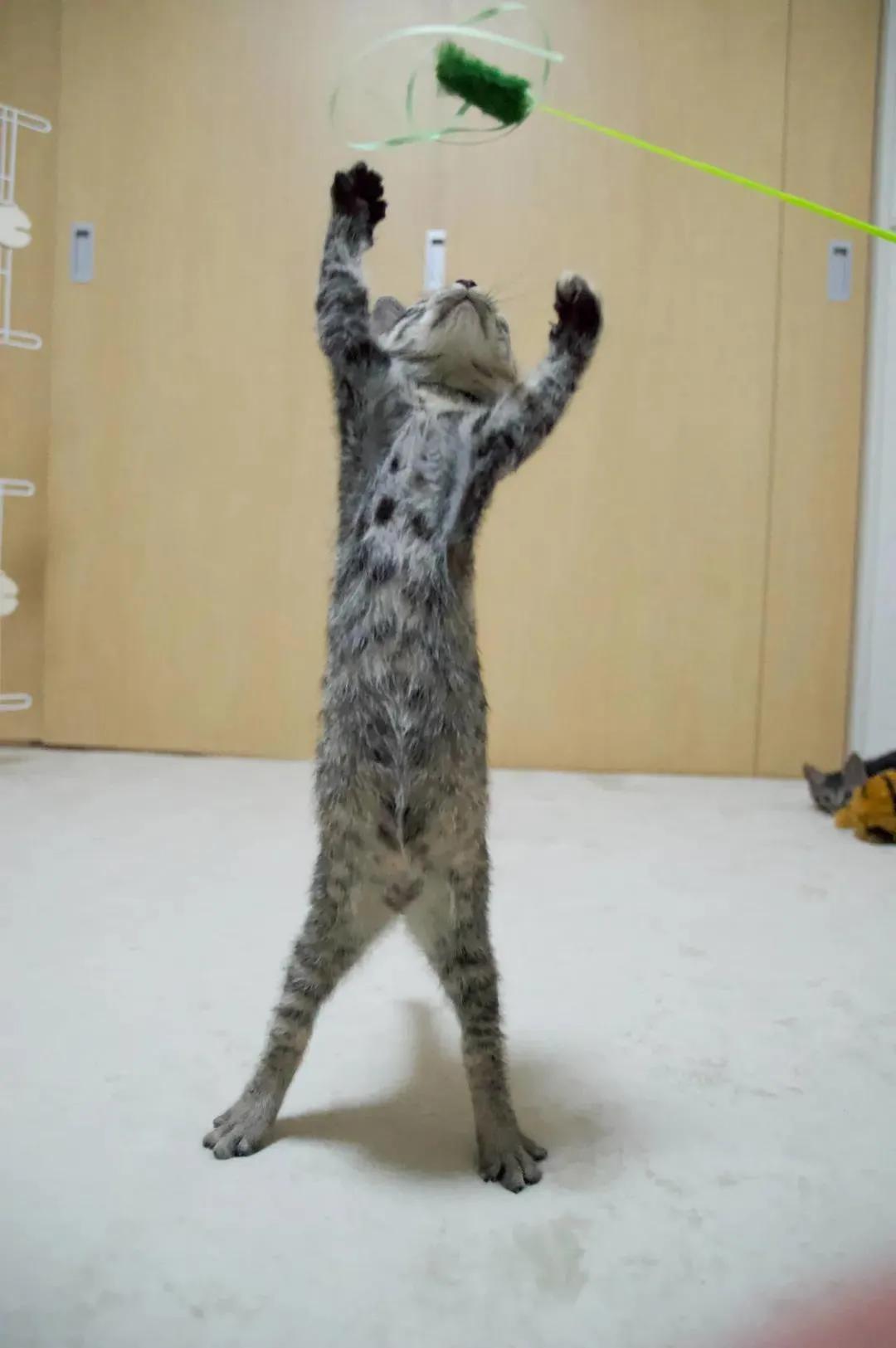 猫的终极凡尔赛：你的屏幕放不下我的腿