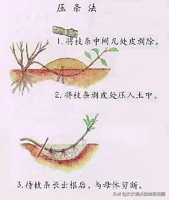 一座可以吃的花园--香草花园2迷迭香