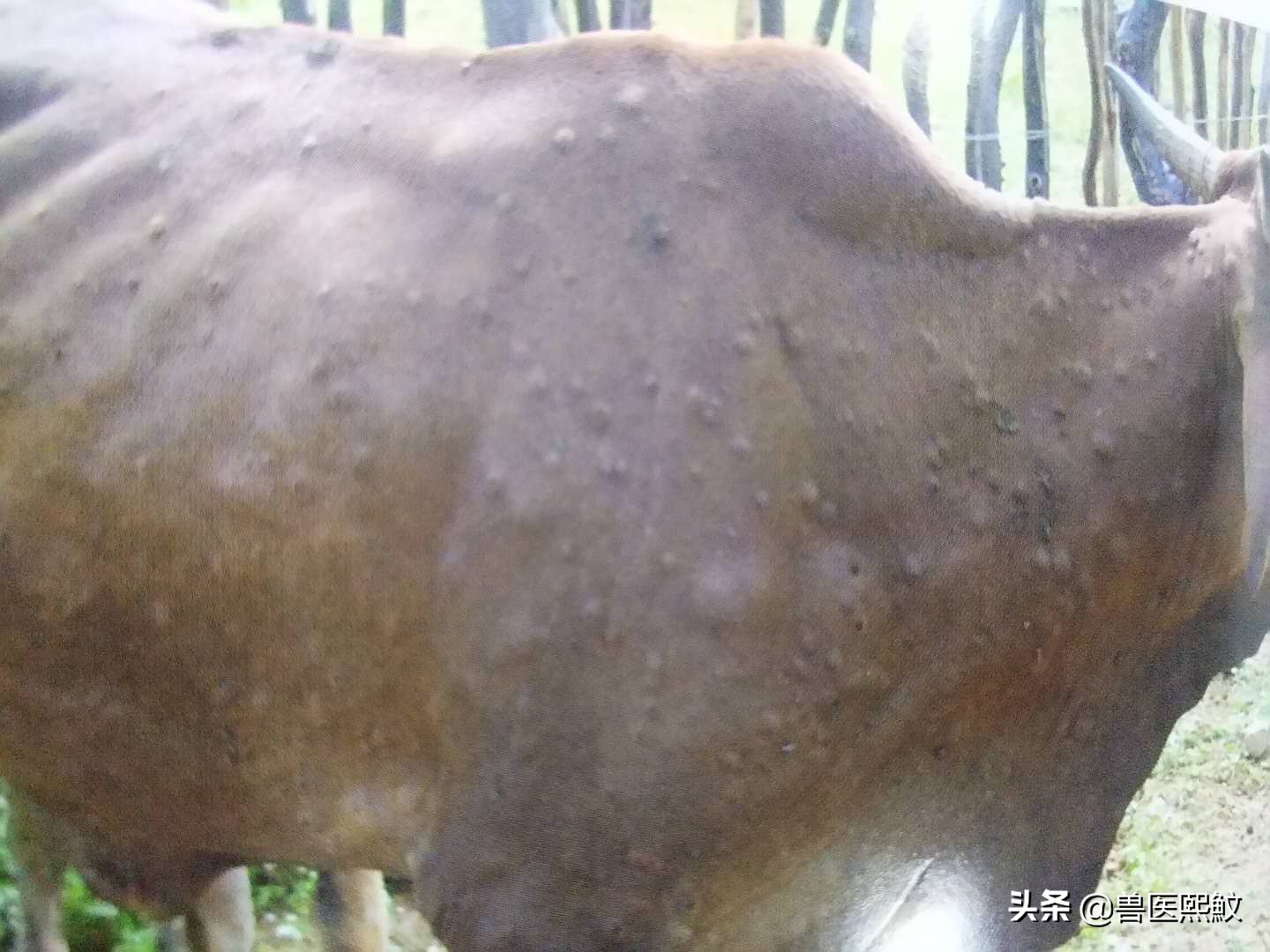 牛结节性皮肤病哪里出现,牛结节性皮肤病传播方式