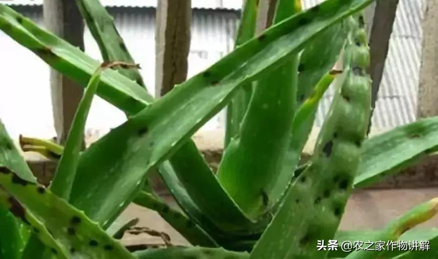 芦荟揭秘,关于芦荟的历史和现状研究报告