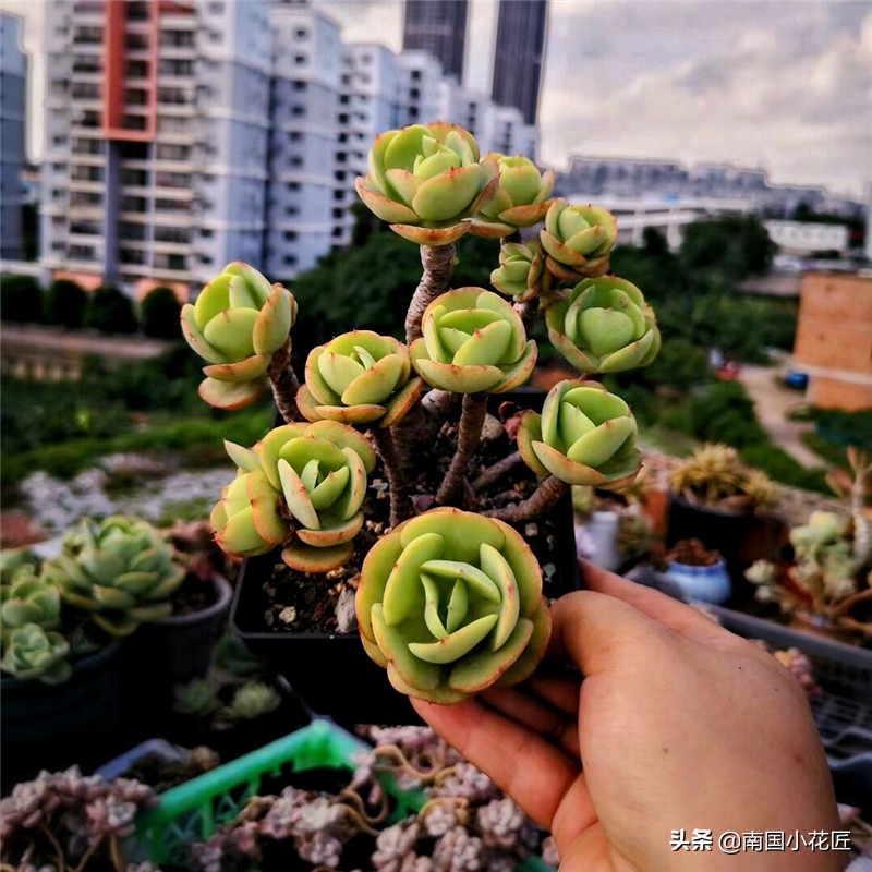 夏季阳台上高温闷热养多肉怎么办,高温天气养多肉