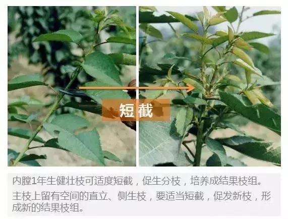 大樱桃病虫害全年防治方法有哪些,大樱桃病虫害全年防治方法直播间