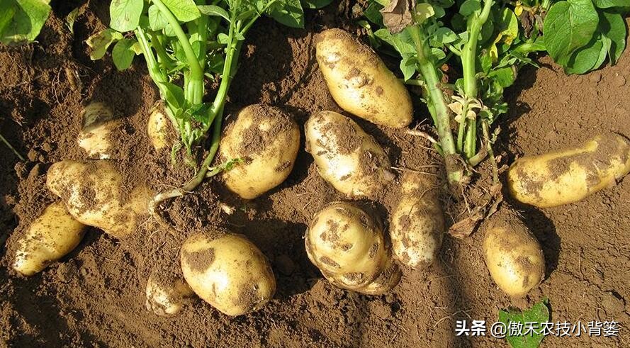马铃薯的生长管理要点,马铃薯高产栽培管理技术