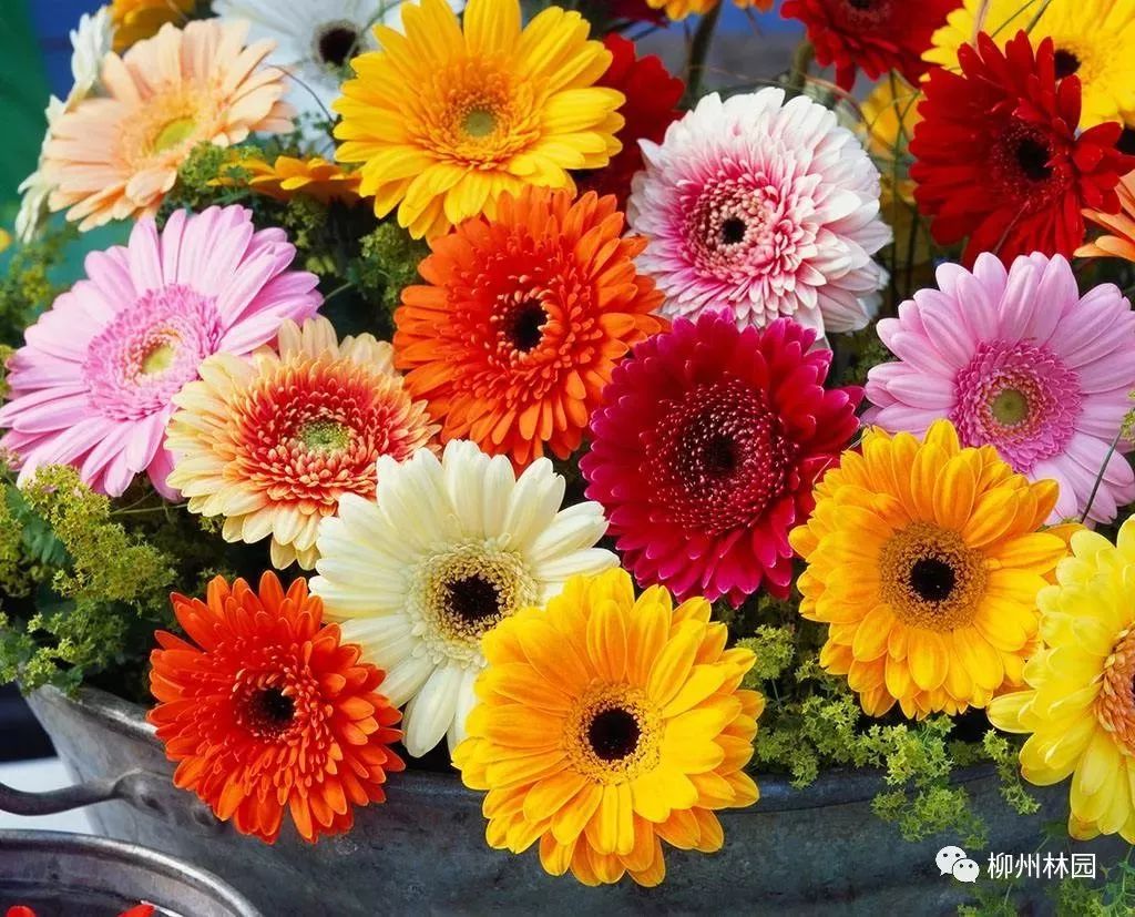 父亲节折什么花给父亲好,父亲节送给父亲什么