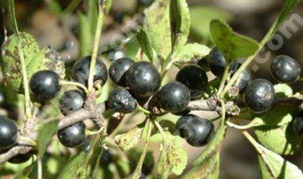 听说这种树能治好多种疾病,可以治疗咳嗽的树