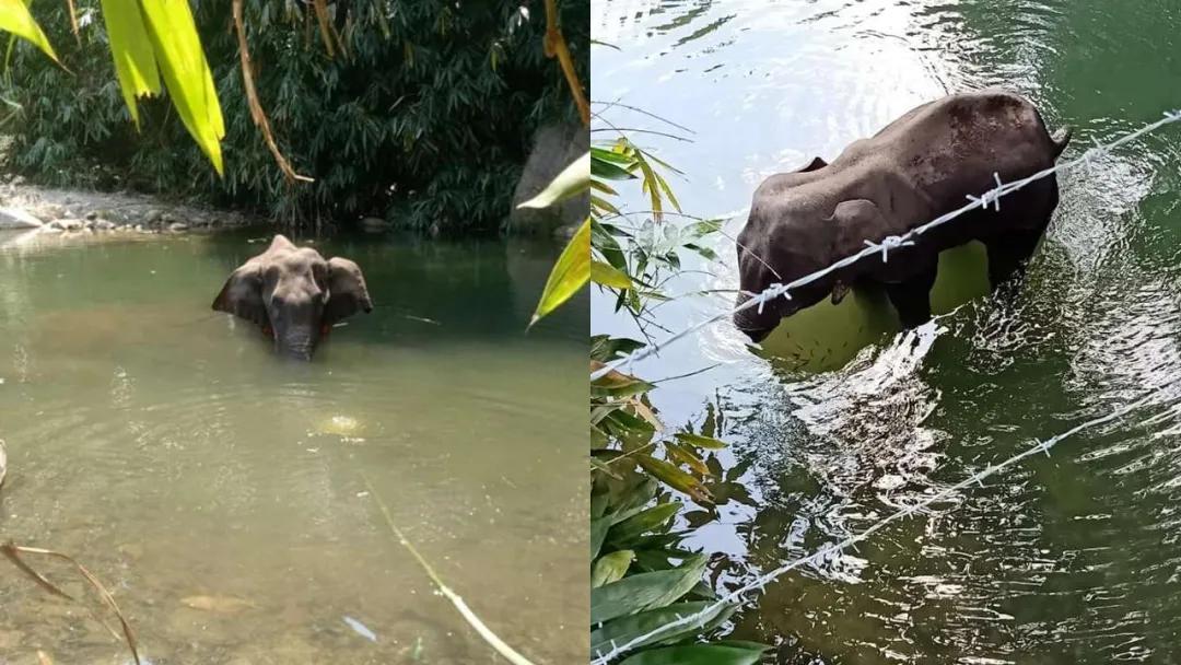 印度烧死大象,印度保护大象