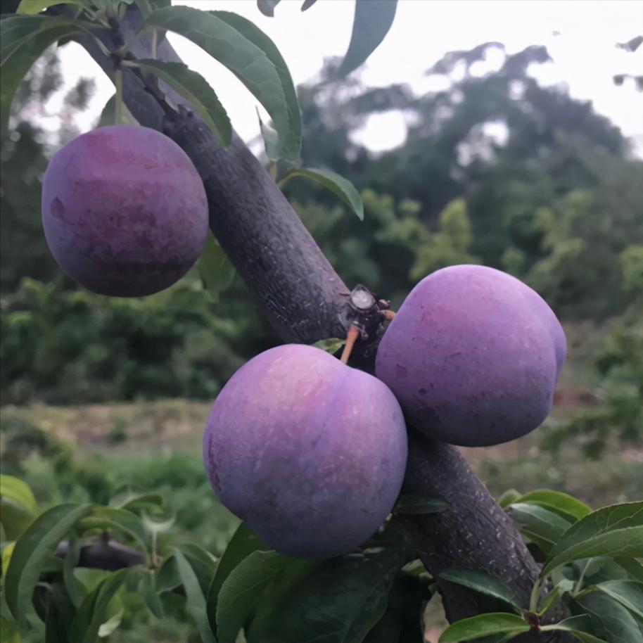 李子白粉病和灰霉病区别,李子出现褐腐病怎么办