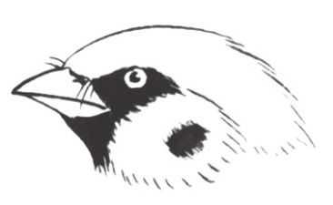 禽鸟工笔画法：分步骤讲解麻雀白描的设色技法，简单易学，收藏