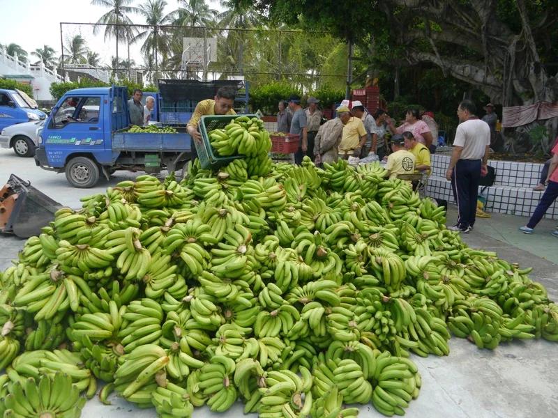 没“卖菜郎”，高雄水果就崩盘？南台湾“蕉急”，民代盼大陆来解