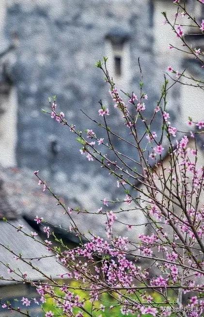 怪体诗的形式有哪些,那些奇葩诗人