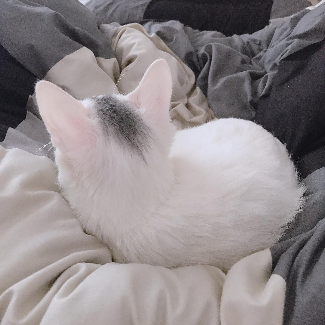 中华田园橘白猫脾气好吗,中华田园白猫配什么猫