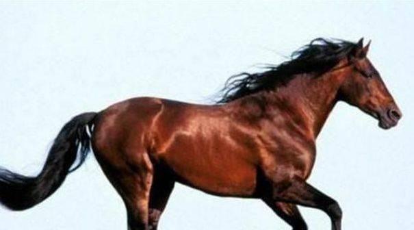 “汗血宝马”出西域,“欧尚汽车”自长安