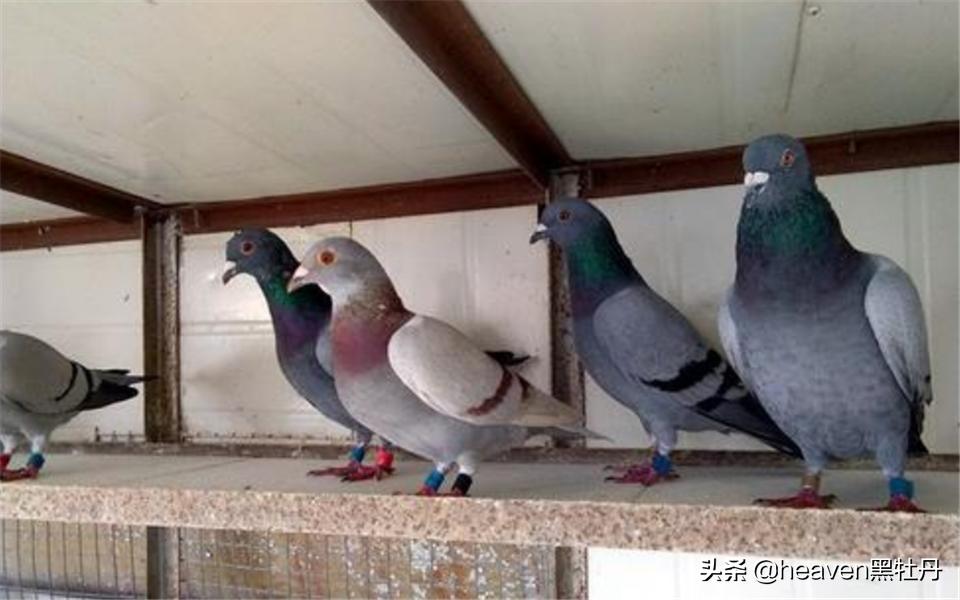 鸽舍防螨虫的最好方法,养鸽鸽毛乱飞怎么处理