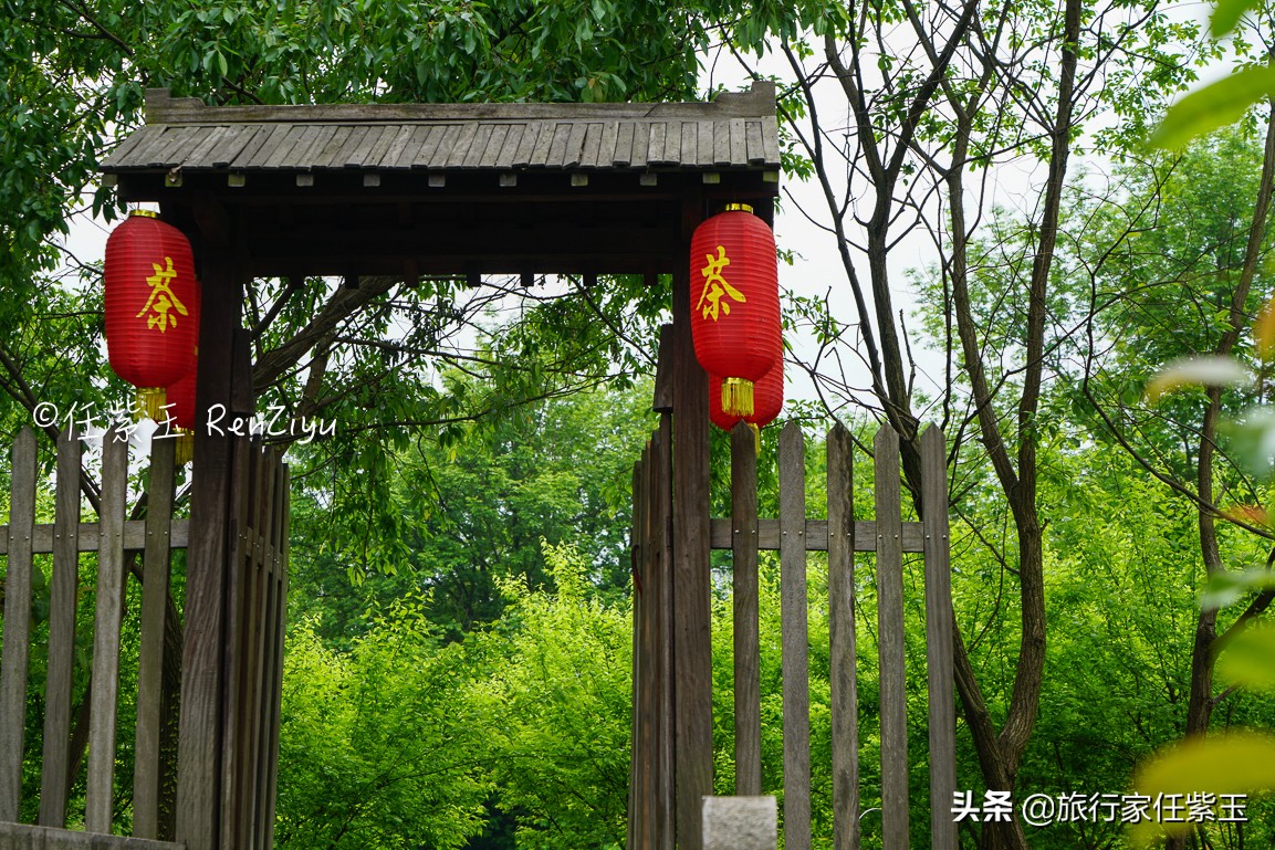 春天旅行首选杭州西溪湿地，绿色沁人心脾，中国十大魅力湿地之一