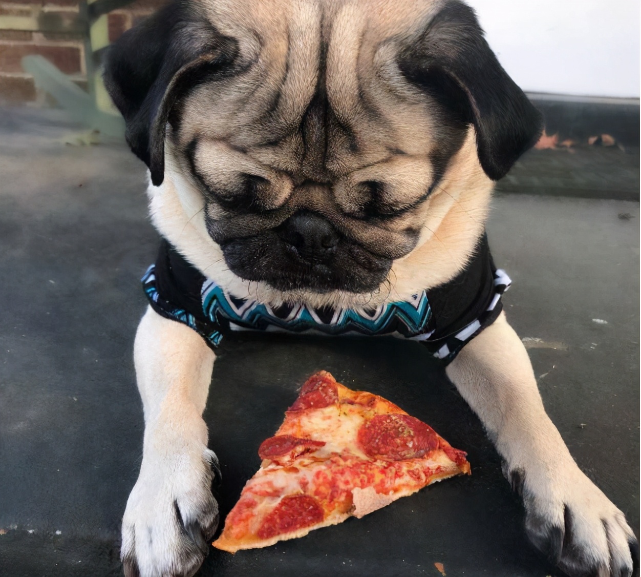 巴哥犬好养吗斗牛犬好养吗,巴哥犬为什么禁养