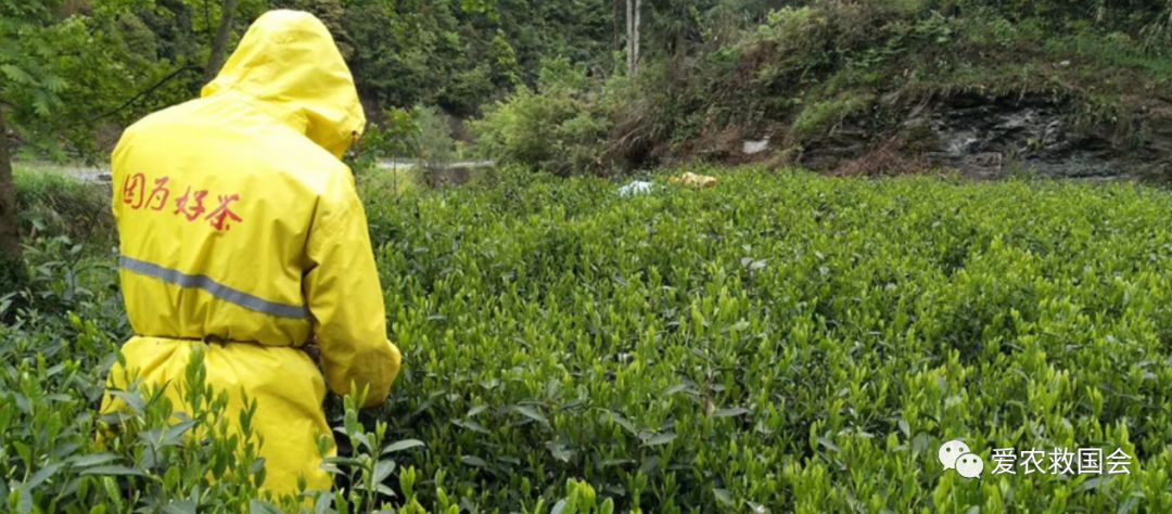 茶叶微信营销策略有哪些,新零售茶叶运营模式有哪些优势