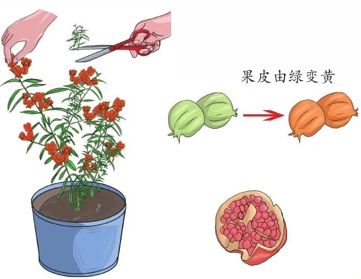小技巧扛把子教你如何种植石榴,栽石榴方法和技巧