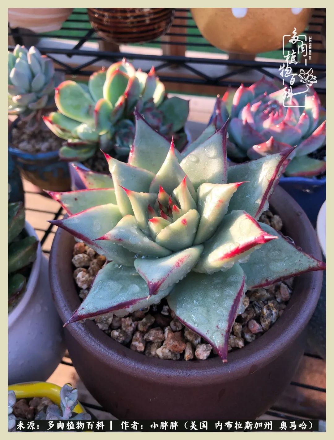 多肉小白入坑攻略,多肉中的鄙视链