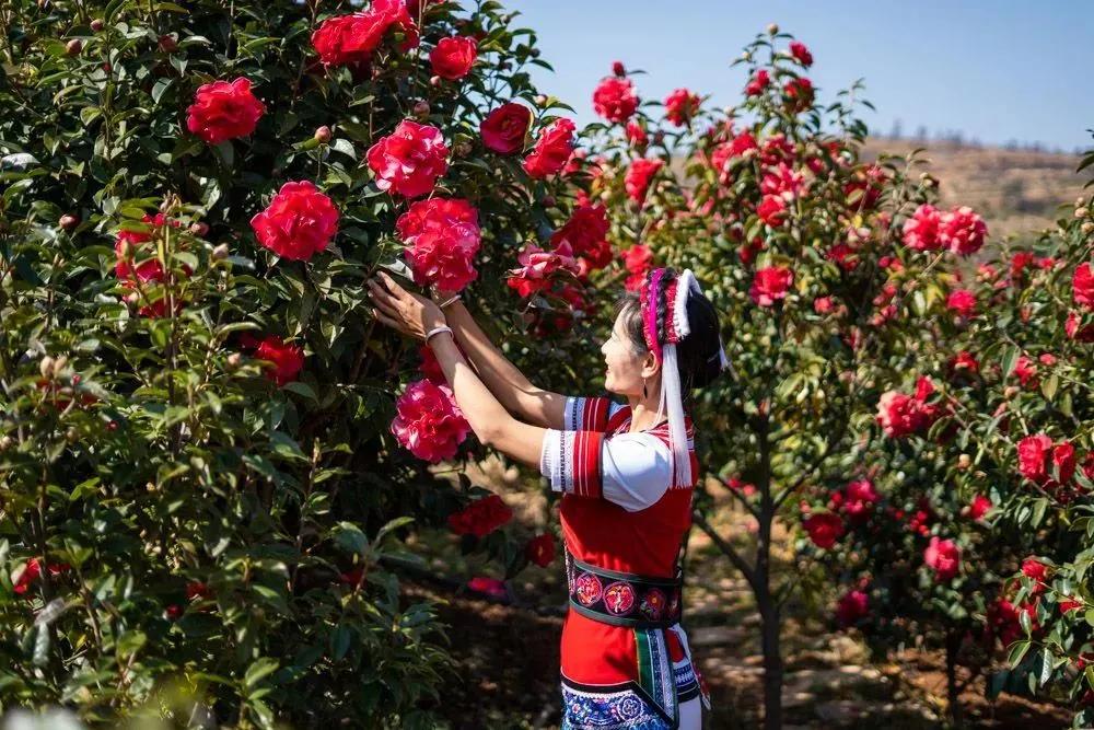 阳春三月踏青吟,阳春三月诗和风景