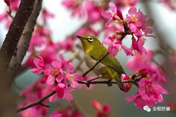 老人容易上当的视频,最容易上当的四种骗术
