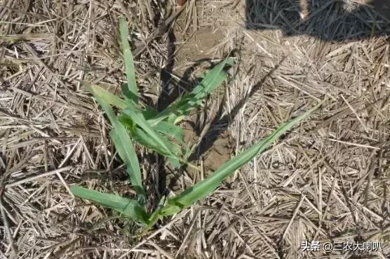玉米苗后除草剂药害下雨会减轻吗,玉米除草剂对豆角的药害怎么解除