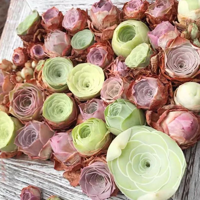 什么品种玫瑰花最好养,永不凋谢的绿玫瑰图片