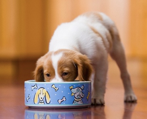 主人给狗超多狗粮,主人给狗2颗狗粮