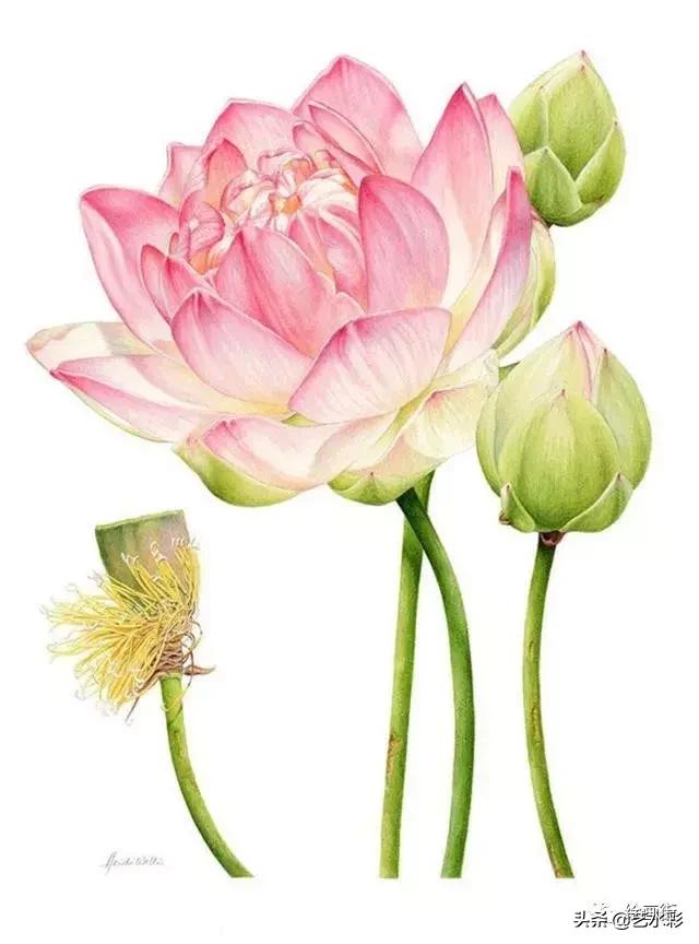 花卉钢笔画临摹简单100图,100份白描花卉的临摹素材