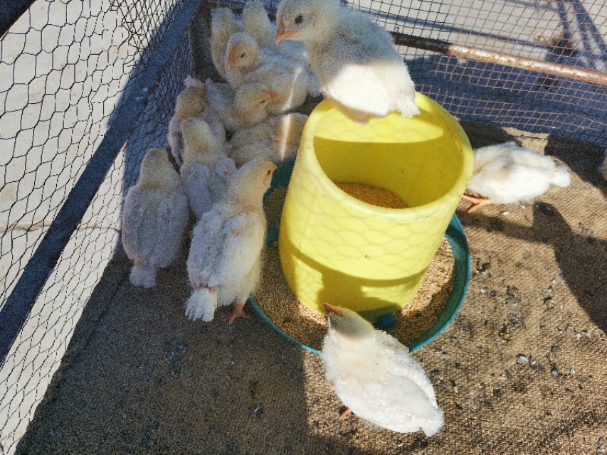 农村土鸡脱温管理,农村新手养鸡注意事项