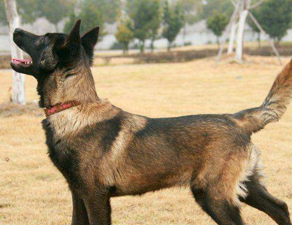 这五种狗狗不吵不闹脾气超级好,狗狗是忠诚主人的请你好好善待它