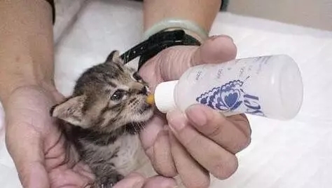 宠物猫如何照顾新生的小奶猫,没断脐带的小奶猫怎么照顾