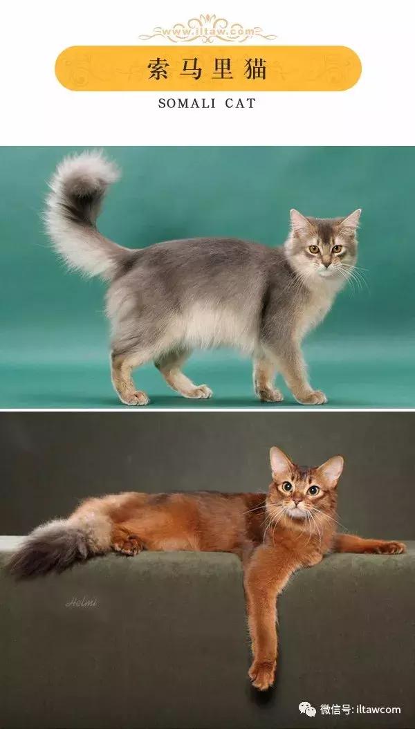 搜猫咪各种图片,世界猫咪图录