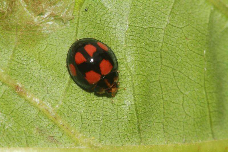 瓢虫是甲虫吗,瓢虫与甲虫形态的主要区别