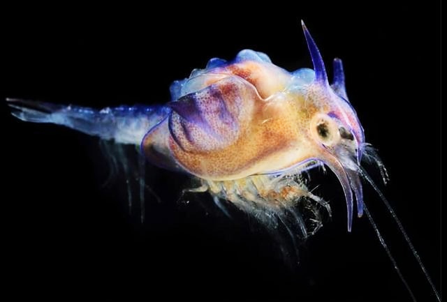 为什么人类是世界上最奇特的生物,细菌的演化过程