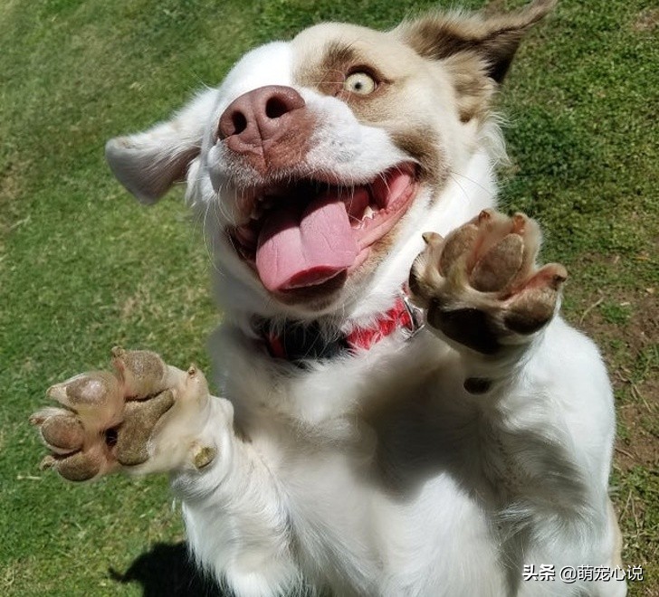 串串狗到底是什么品种的狗狗,什么品种的串串狗最可爱