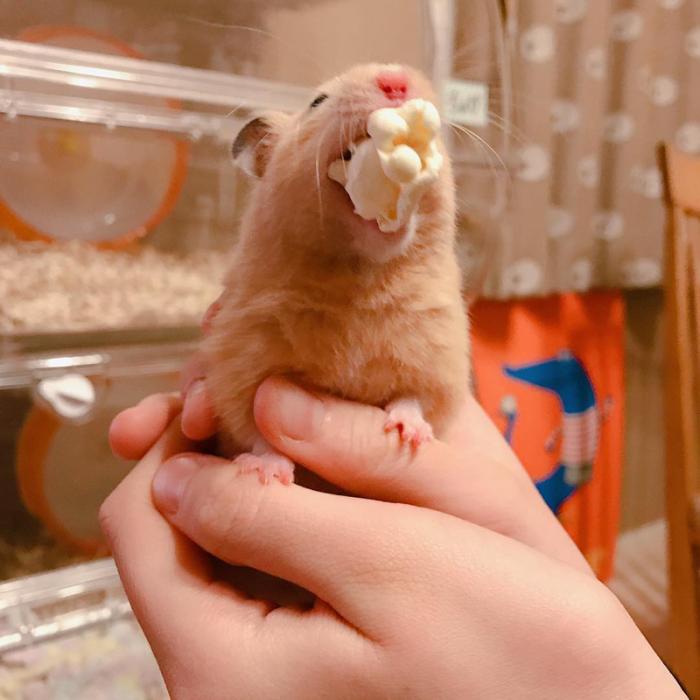 仓鼠缺点,仓鼠的缺点有什么