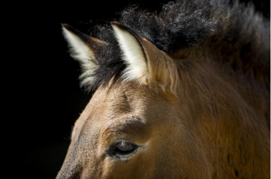 普氏野马为什么濒危,吉木萨尔濒危动物普氏野马介绍