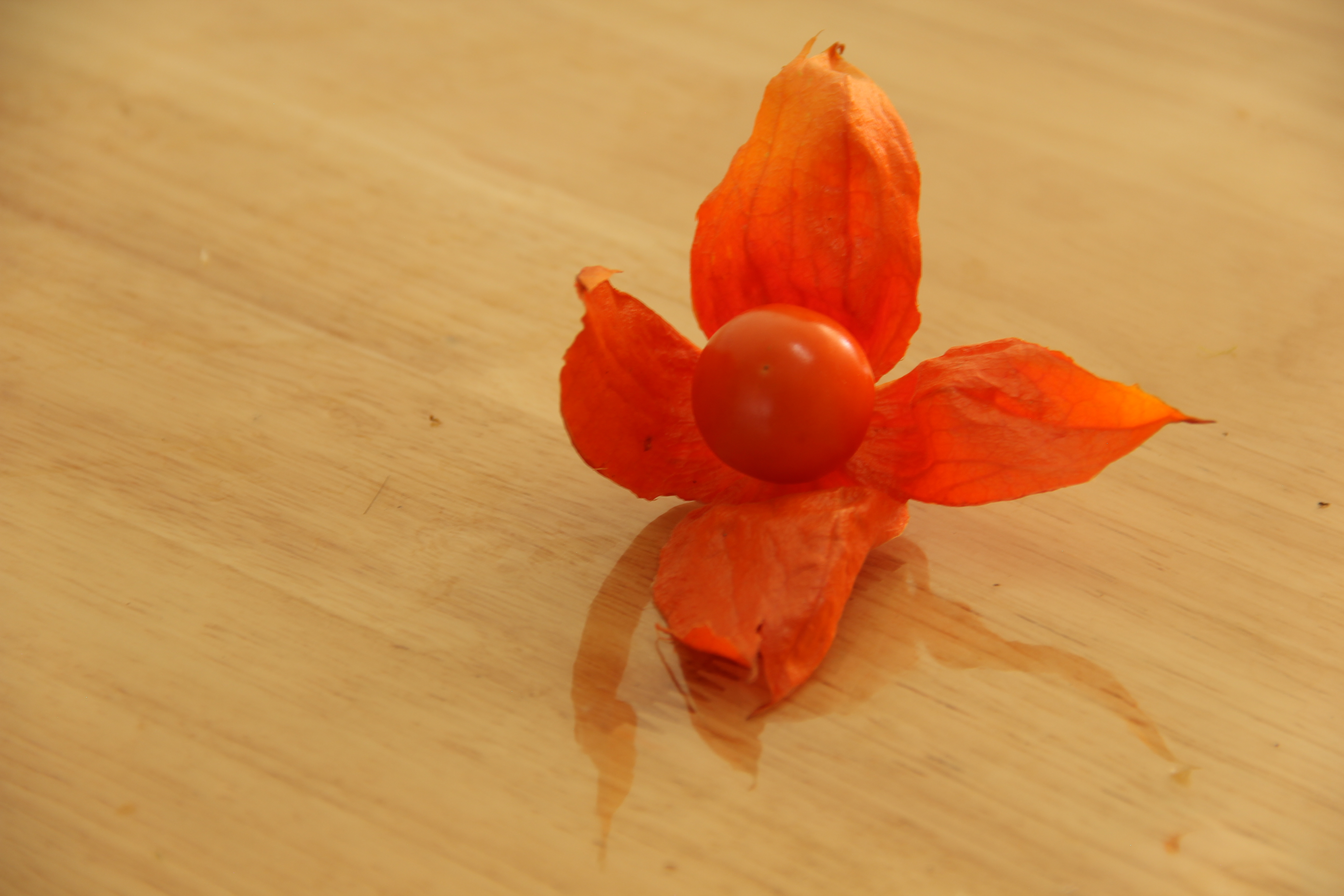 东北红姑娘图片大全,东北红姑娘种植技术